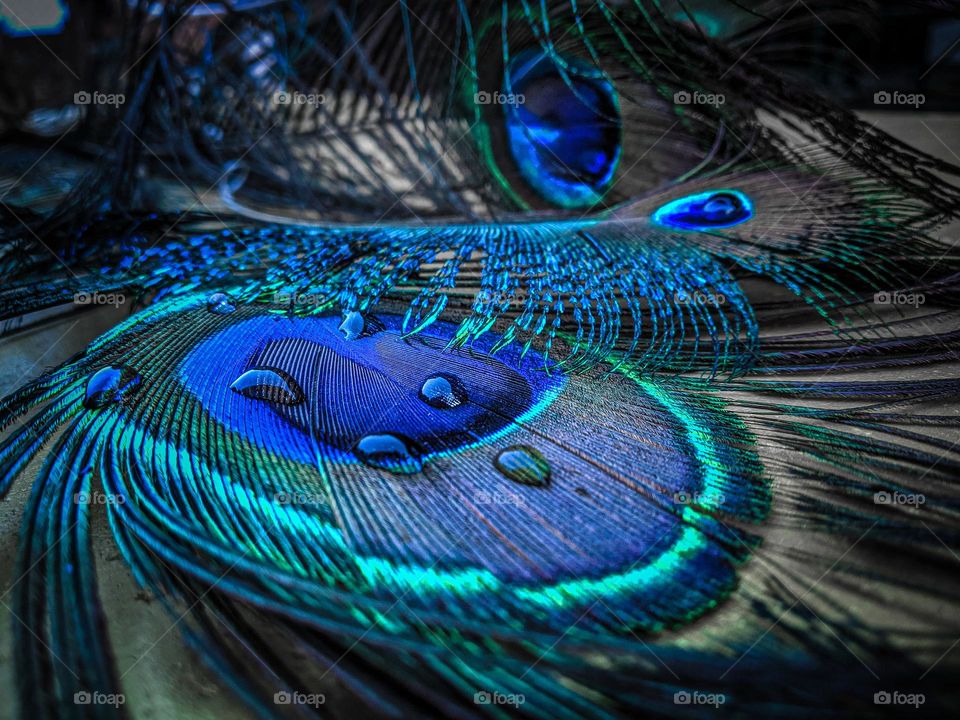 water droplets on peacock feather