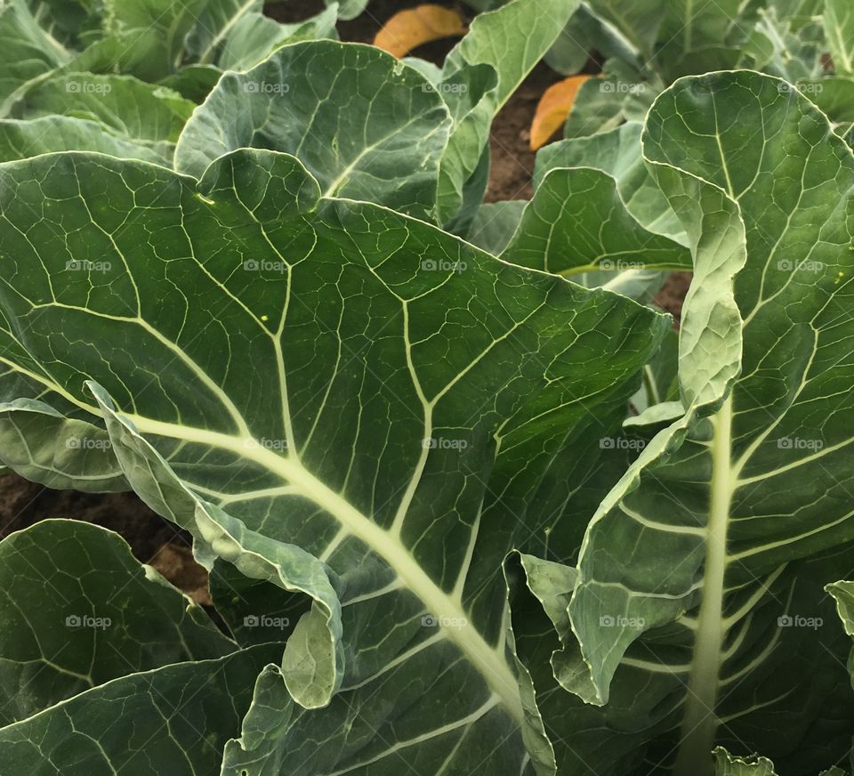 Cabbage leaves
