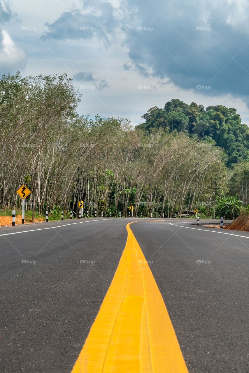 Long road between forest