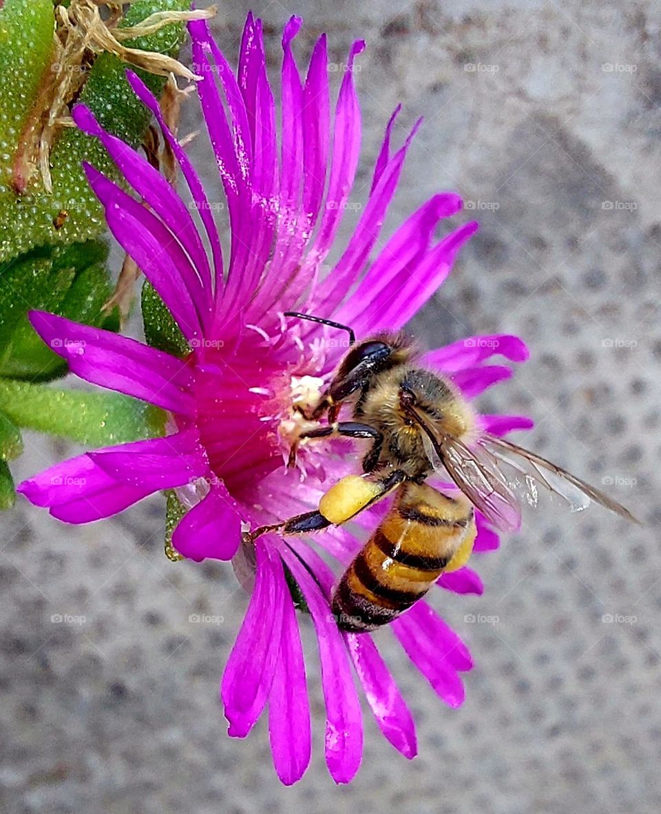 Honey bee close up on flower