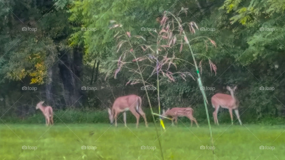Grass, Nature, Summer, Mammal, Deer