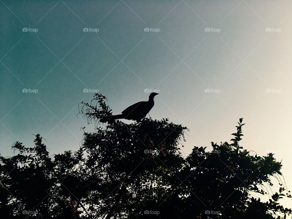 Um jacu fazendo pose para ser fotografado: ele está no alto da árvore, à beira da Serra do Japi. 