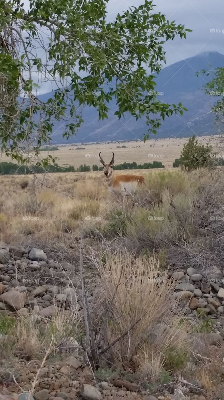 Colorado antelope in the wild.