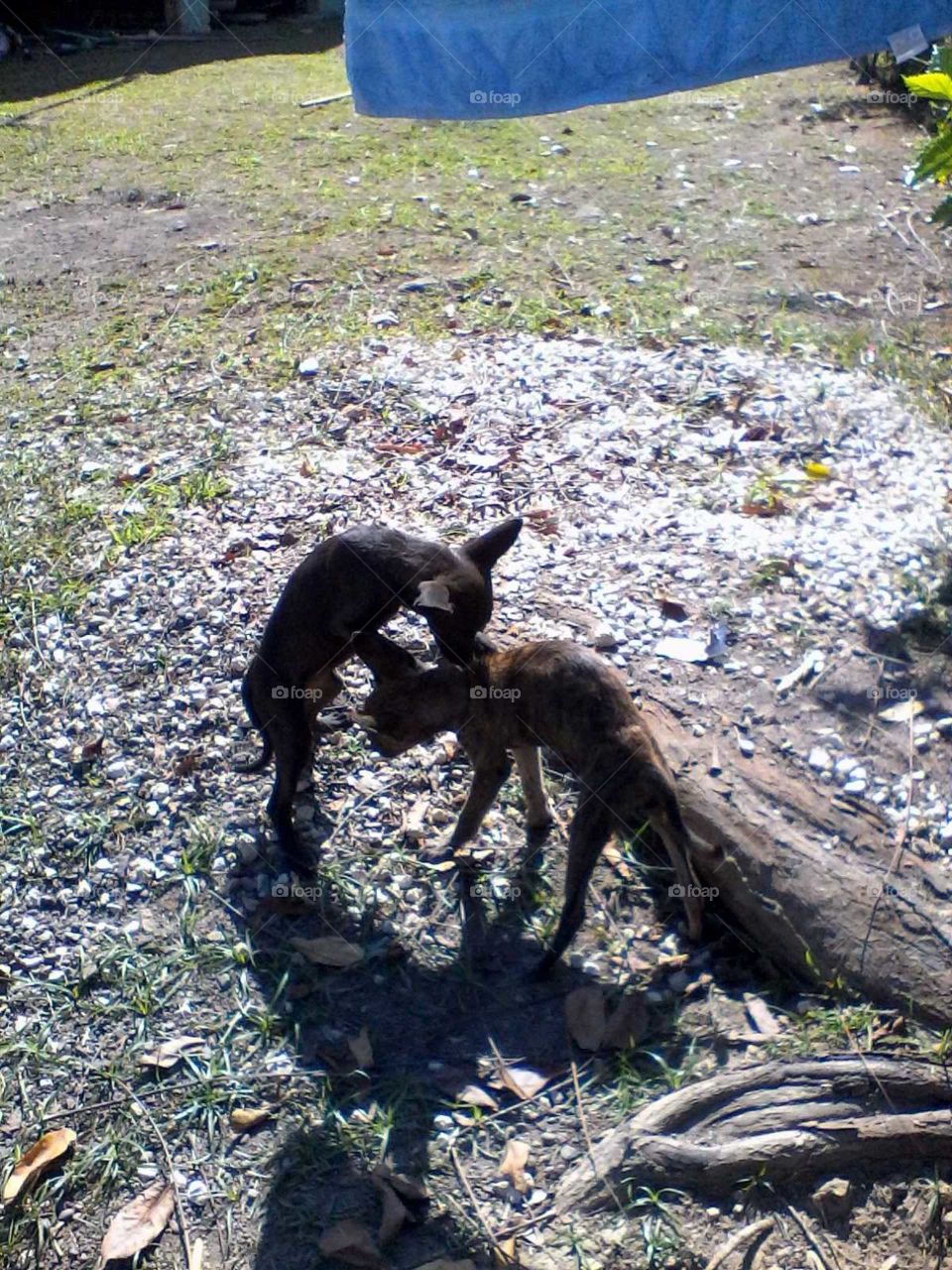 this picture is very important to see how wonderful this two puppies is they or playing an have in fun