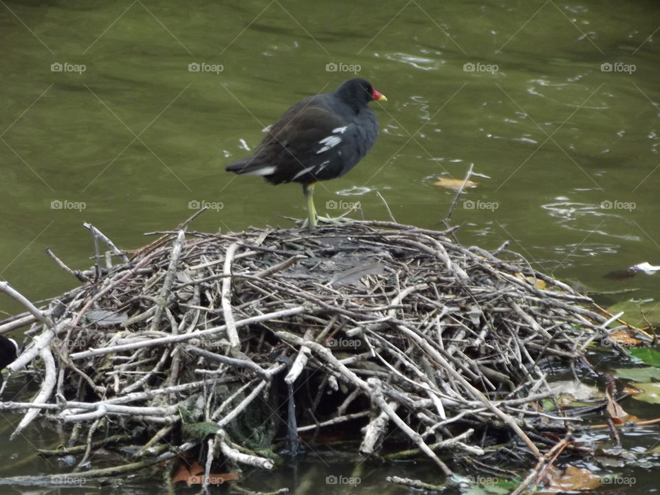 Coot On A Nest