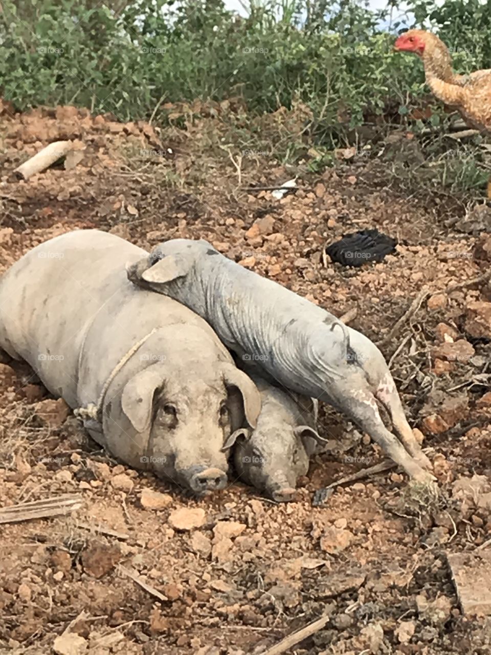 Aconchego com seus pais. Linda família de porcos. 