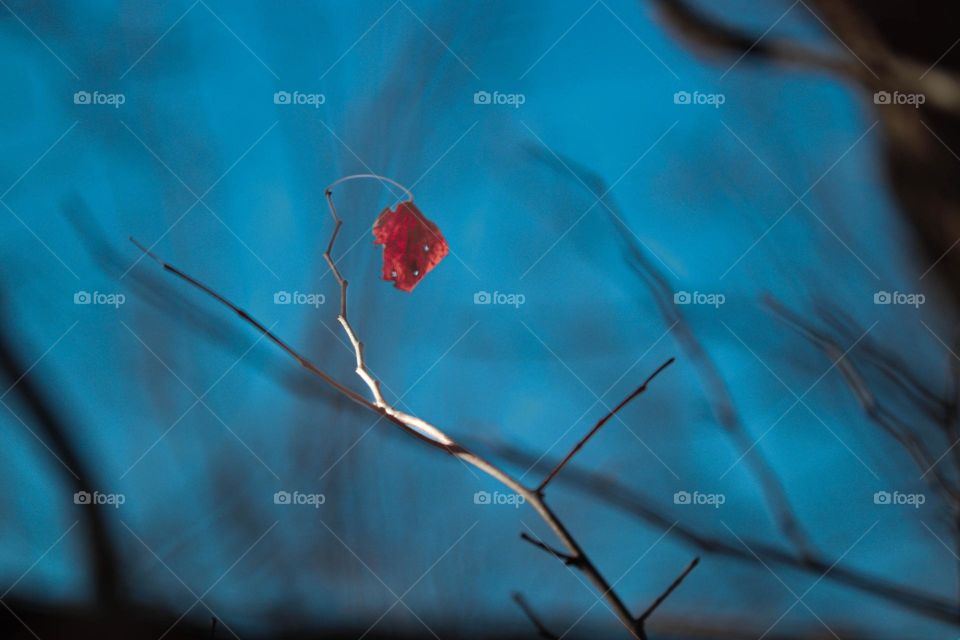 single red leaf in tree