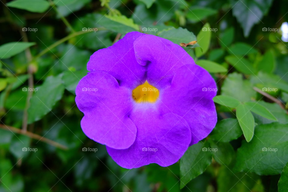 Violet Flower
