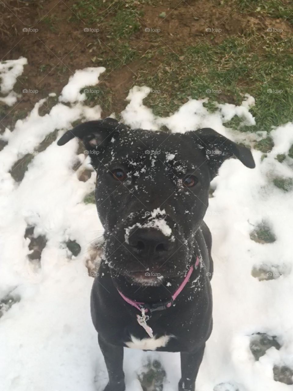 puppy’s first snow day🐾