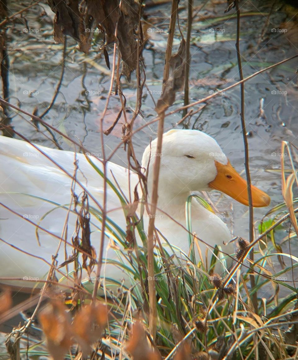 A trip to the local creek, on a sunny December afternoon. White duck, playing in the water. 