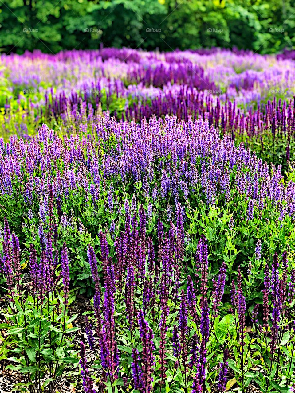 Meadow with beautiful purple flowers! 