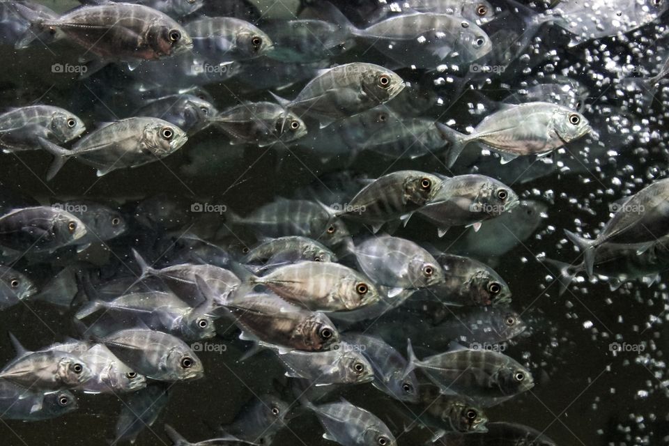 a group of baby giant trevally