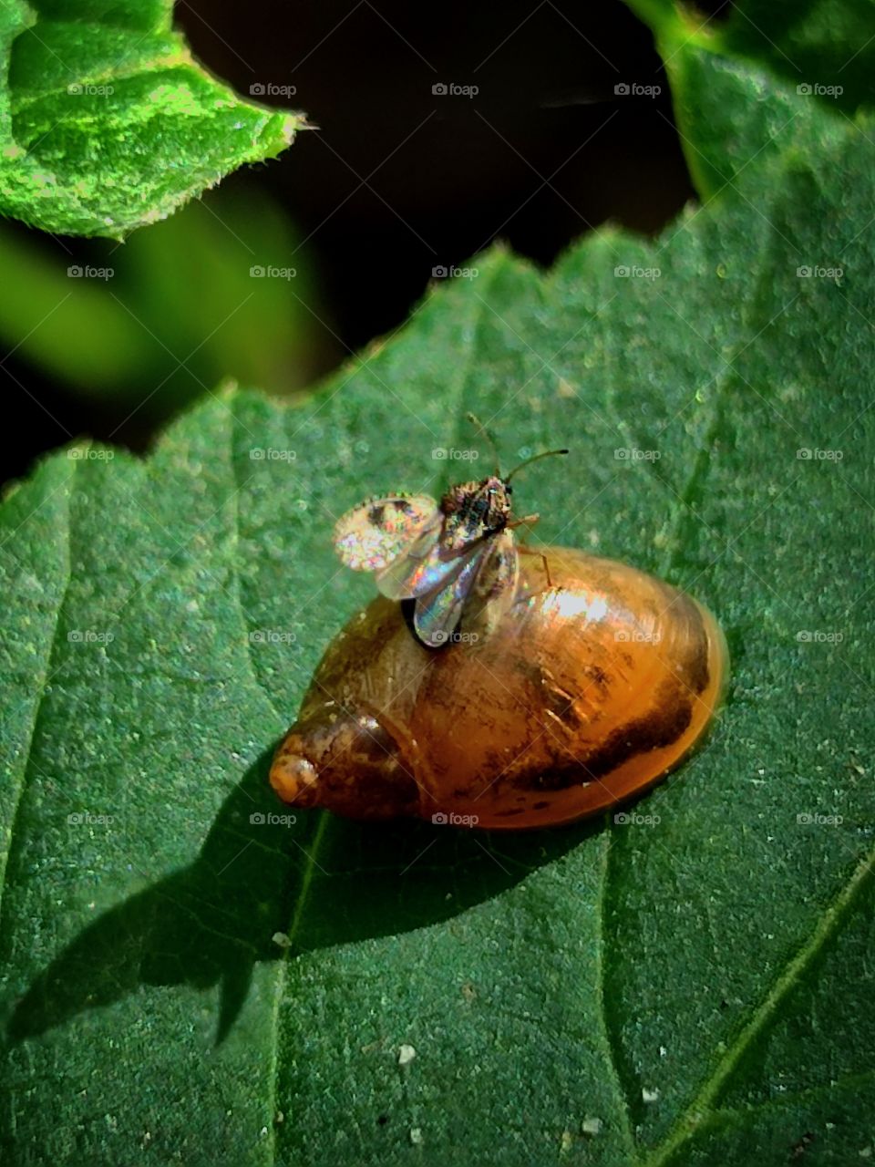 Green leaf with a snail shell.  From a snail, a beetle spreads its wings and tries to fly