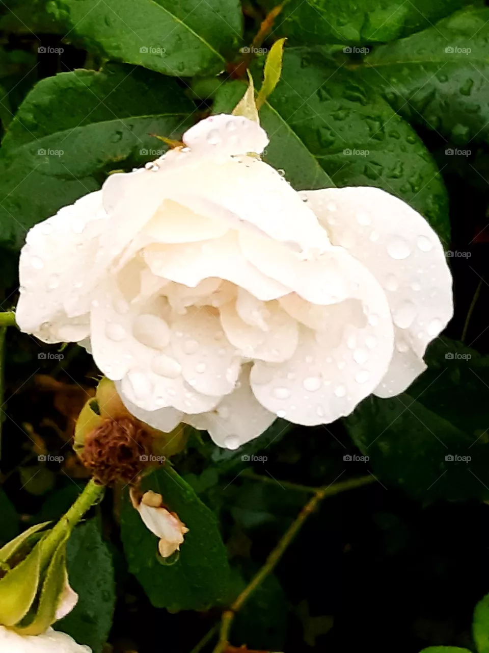rain drops