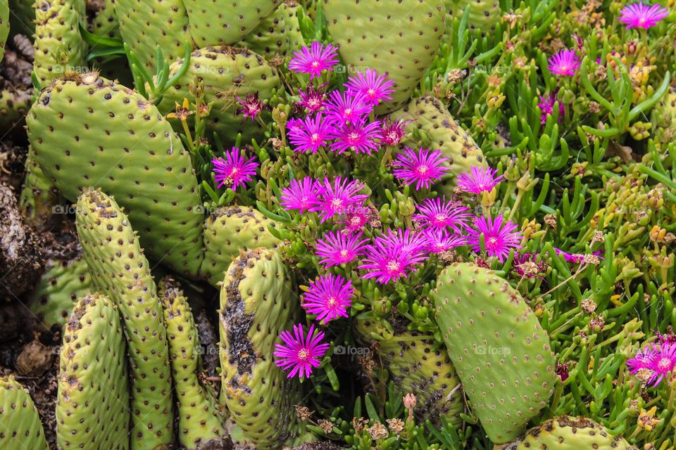 Cactus flowers