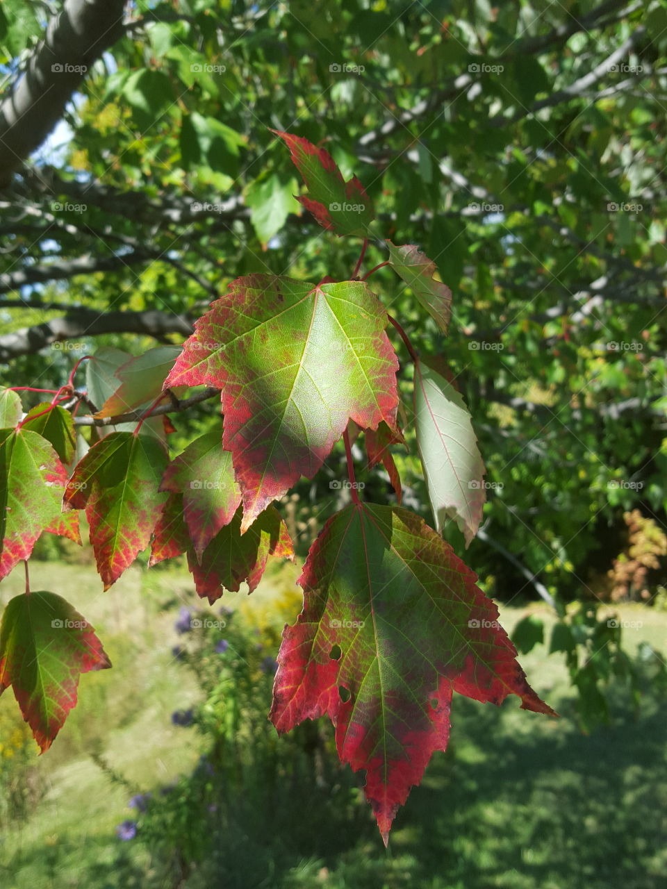 leaves a changing