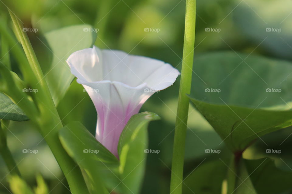 sweet potato flower