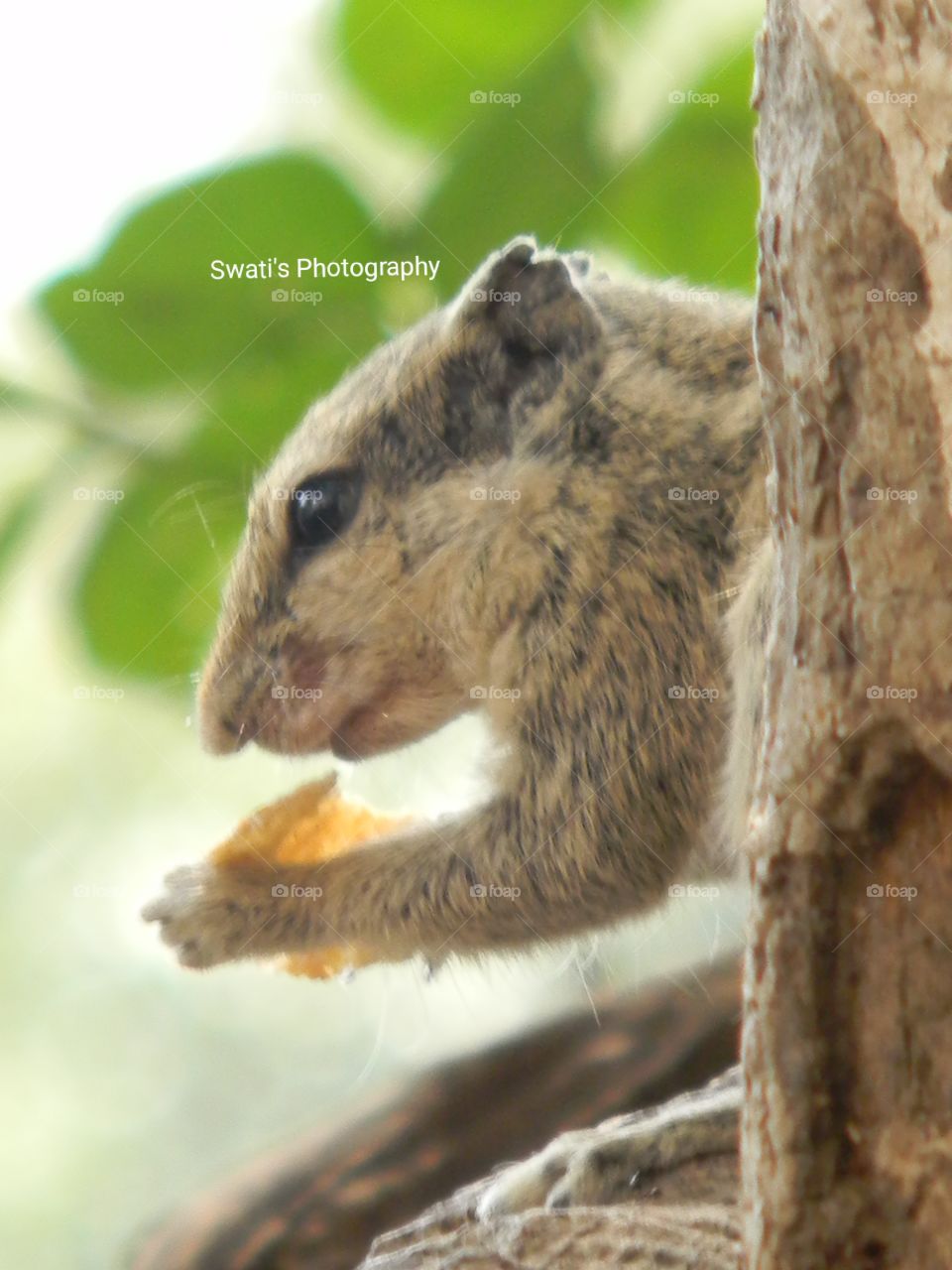 I sware you people will love this cute and hungry squirrel.✨💖 Being a nature lover it is not that difficult for me to click such beautiful pictures.📸