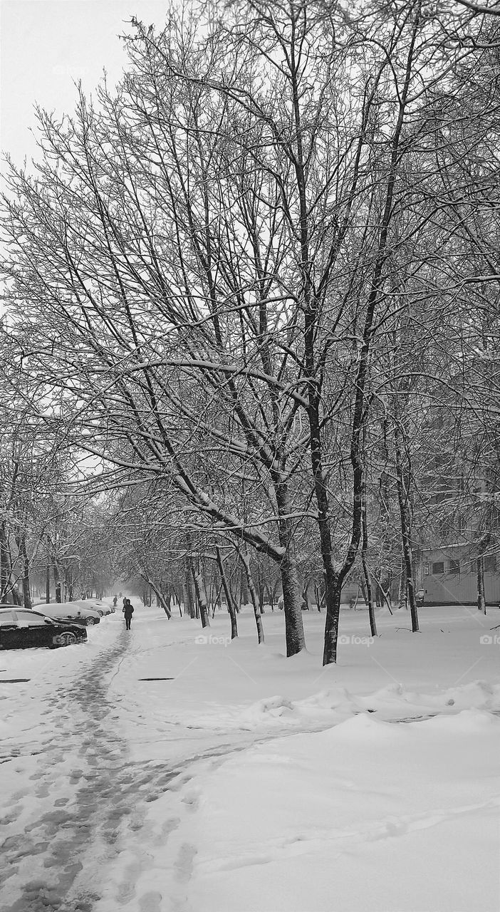 trees in the snow beautiful street view winter time