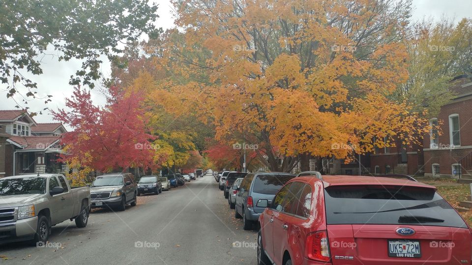 Fall in South St. Louis