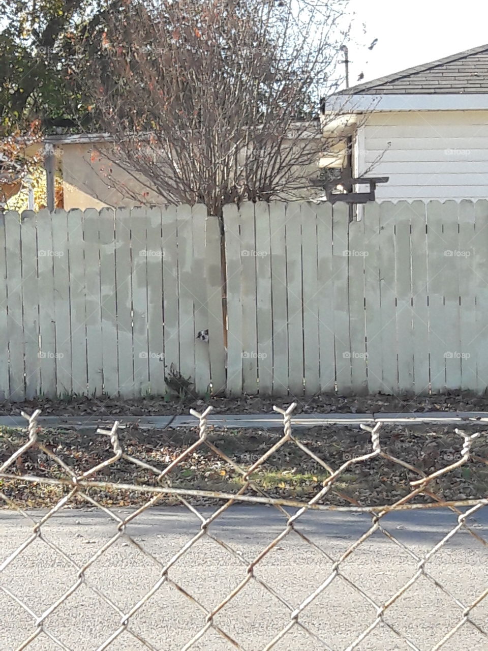 dog sticking it's head out the broken fence