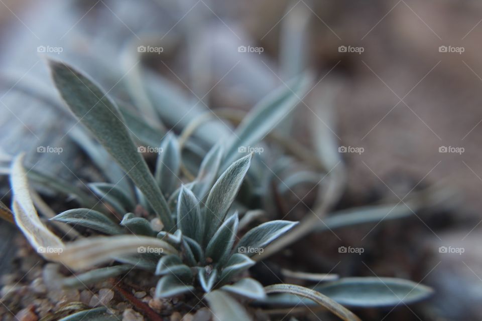 Desert plant