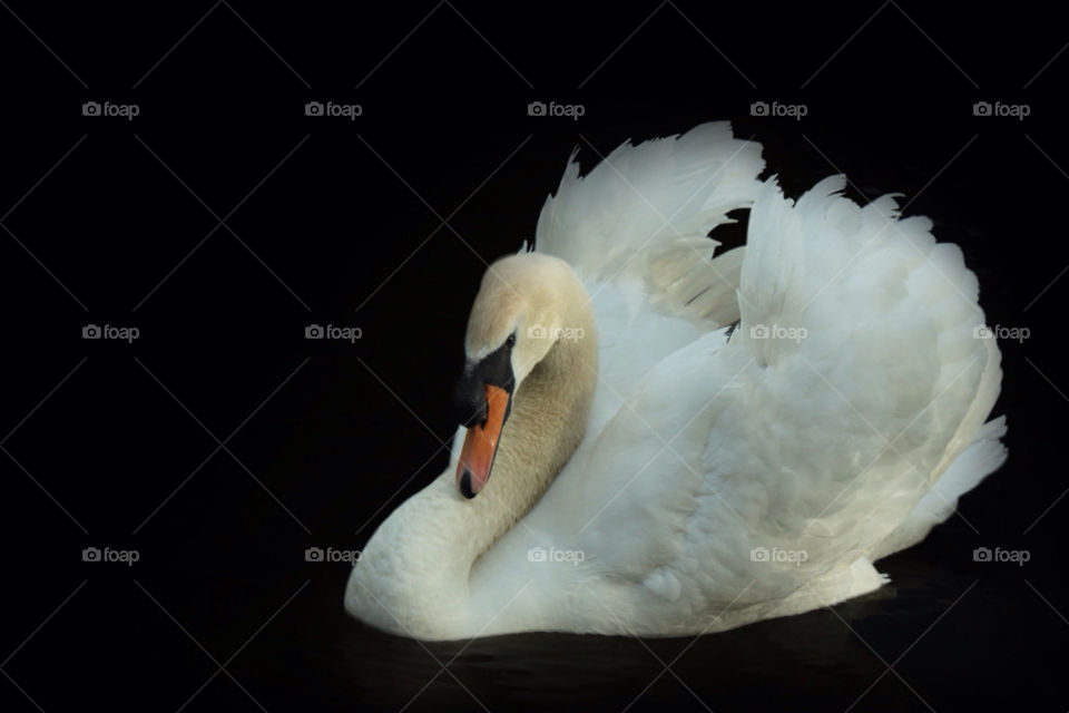 Swan on black water 1