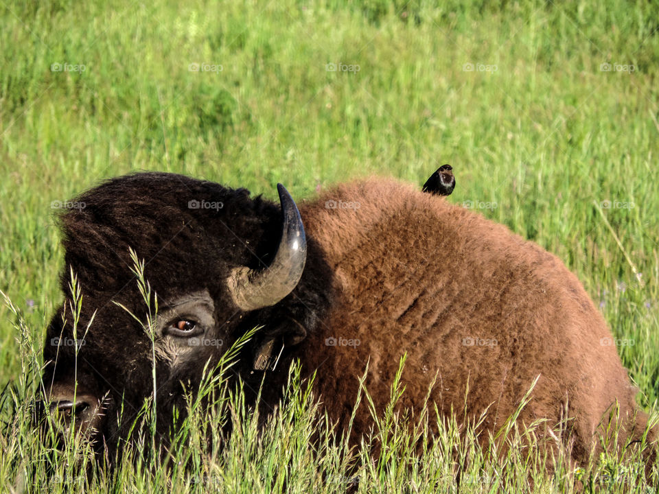 Bison Buddies