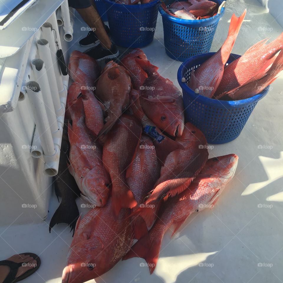 After a very successful Red Snapper fishing trip in the Gulf of Mexico, it is time to clean and eat some fish!
