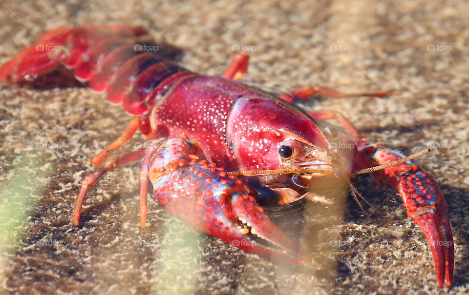 Miniature Lobster