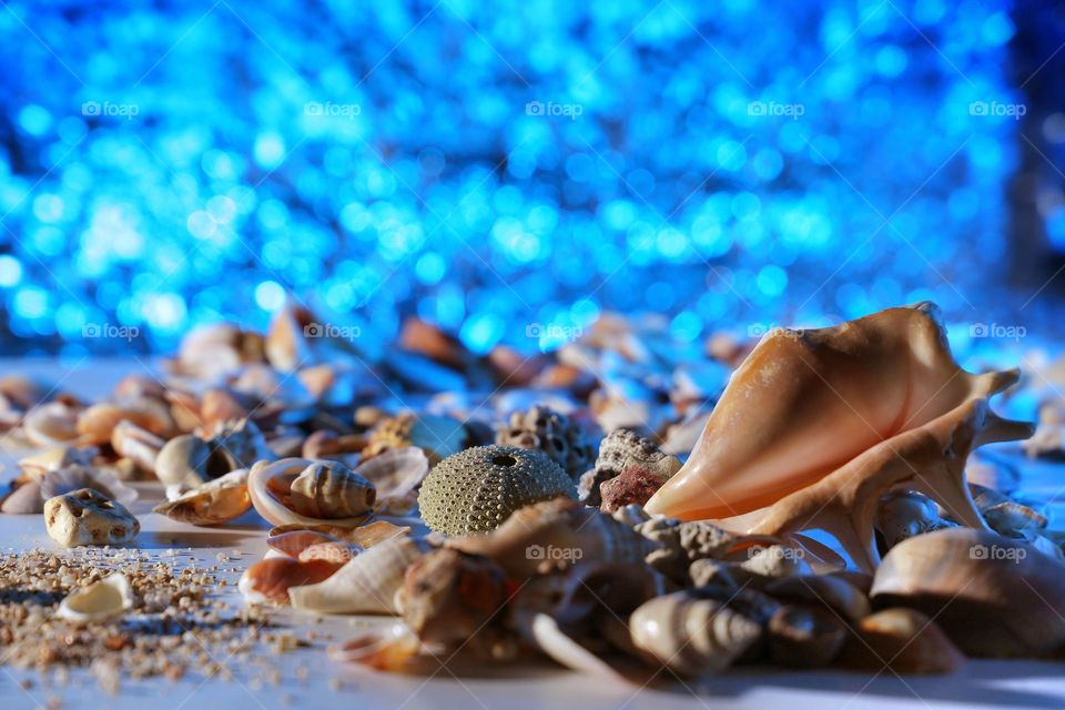 sea ​​shells