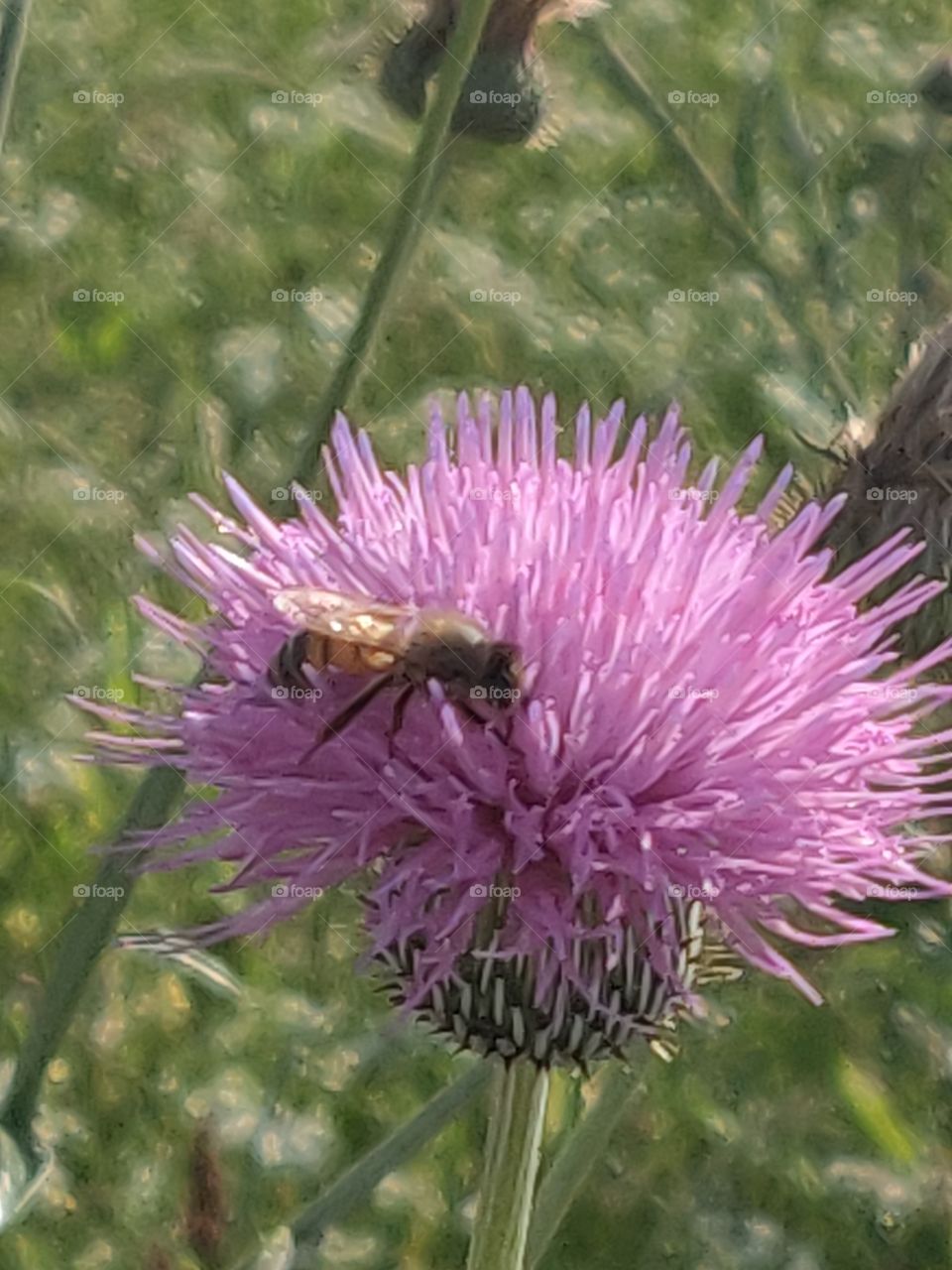 flower bee pollenating