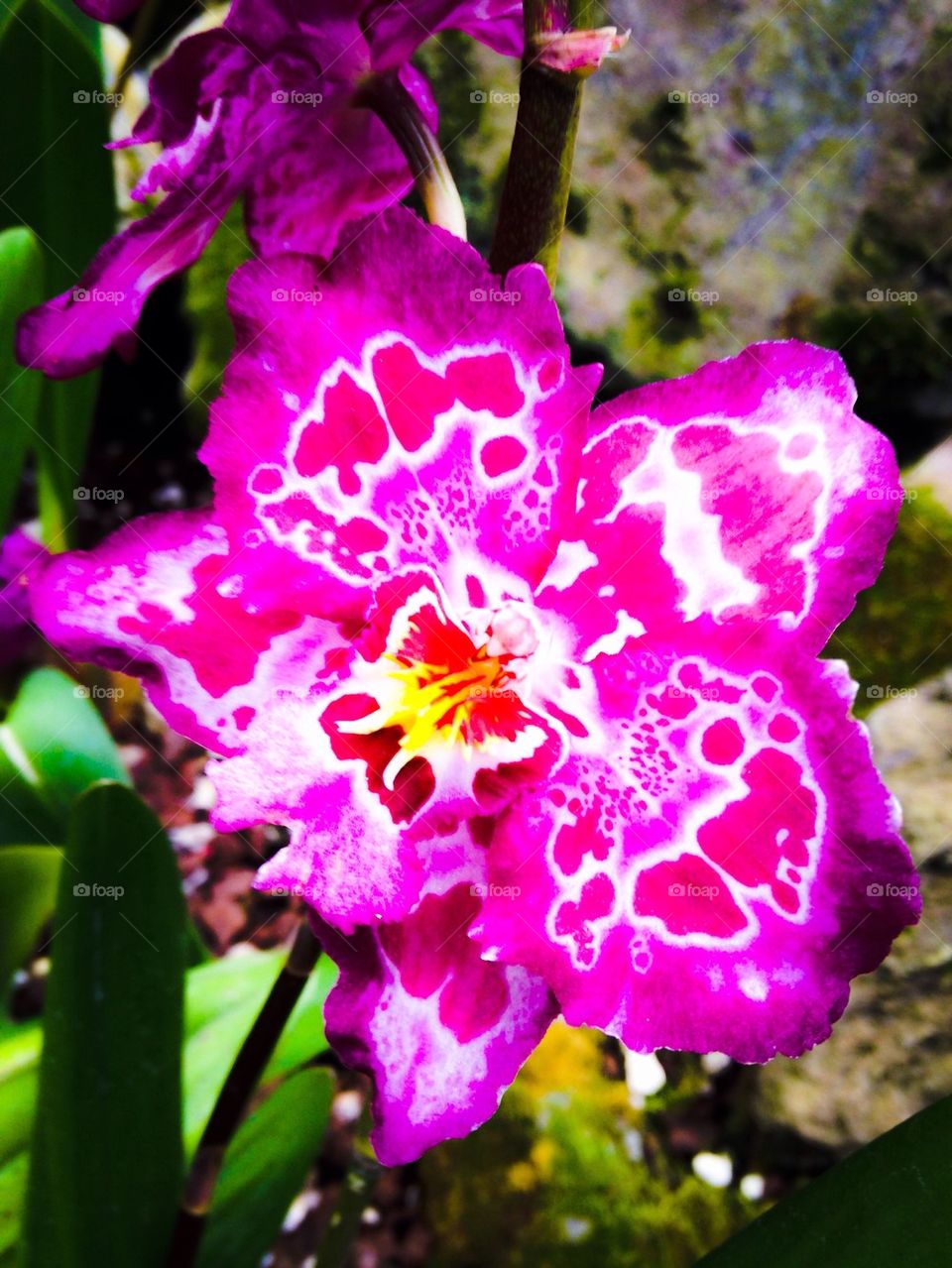 Ecuadorian Orchid