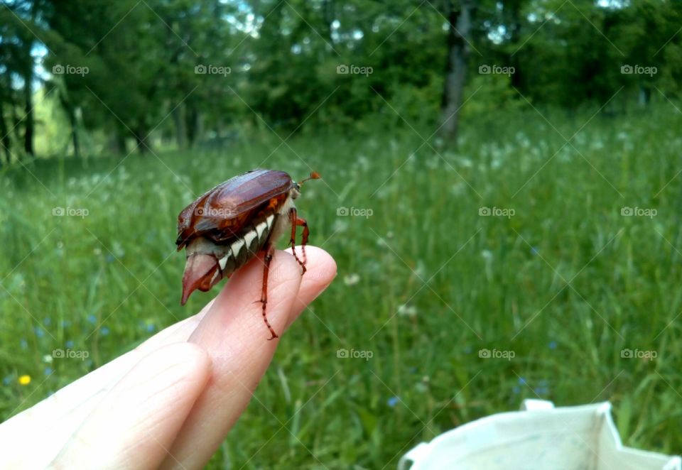 Outdoors, Nature, Grass, Summer, No Person