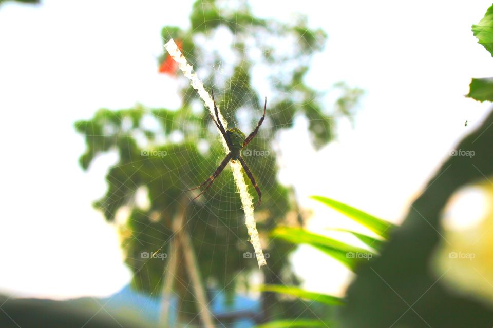 spider on afternoon in lake