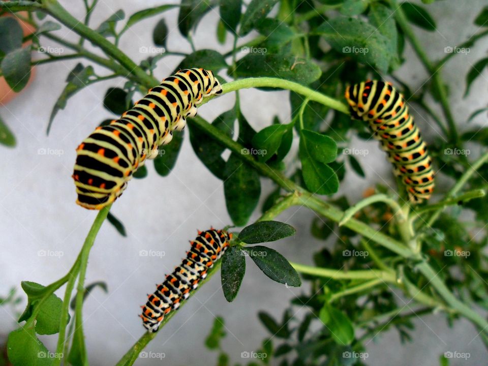 Caterpillar family