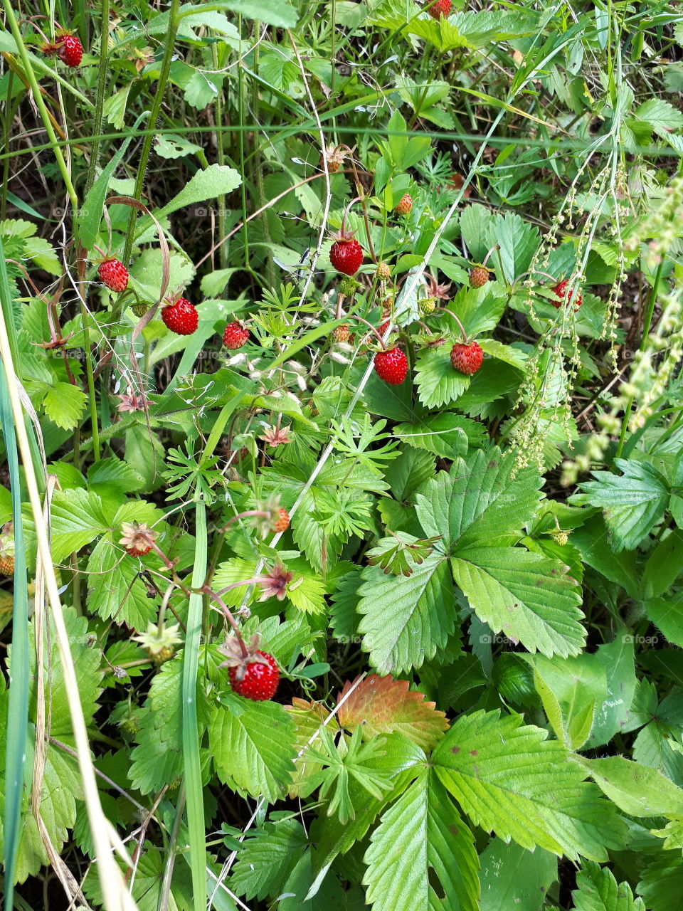 As a child I always liked to groom forest strawberries. And today I do it.It is a memory of childhood.It is the best smell of a forest strawberry, and no other can replace it.