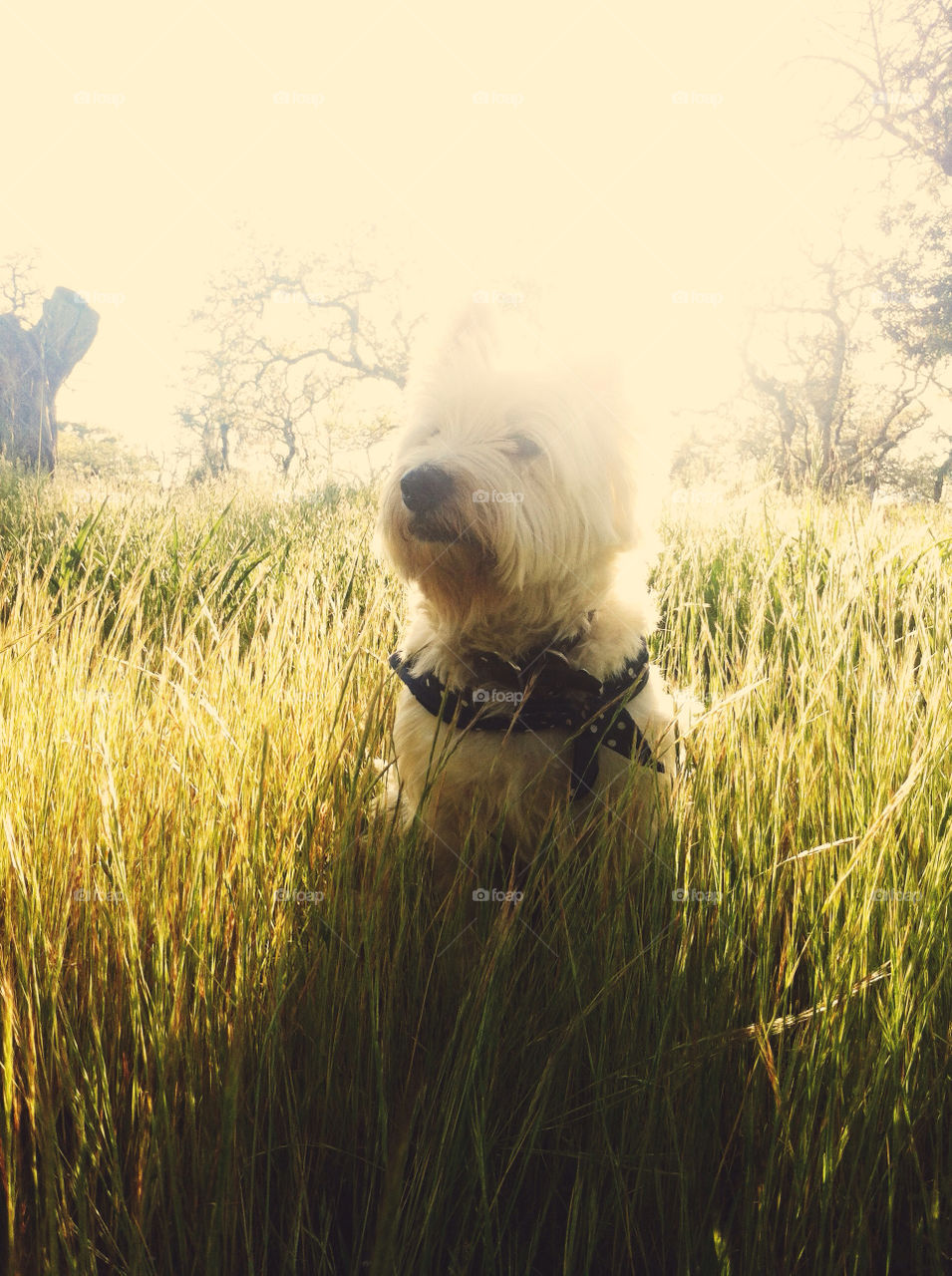 A Westie in tall grass.