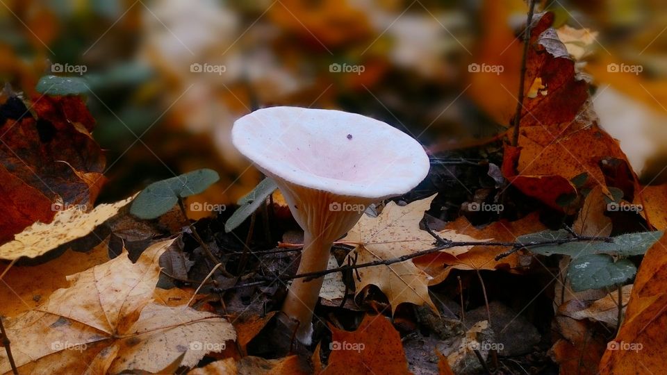 funny little mushroom