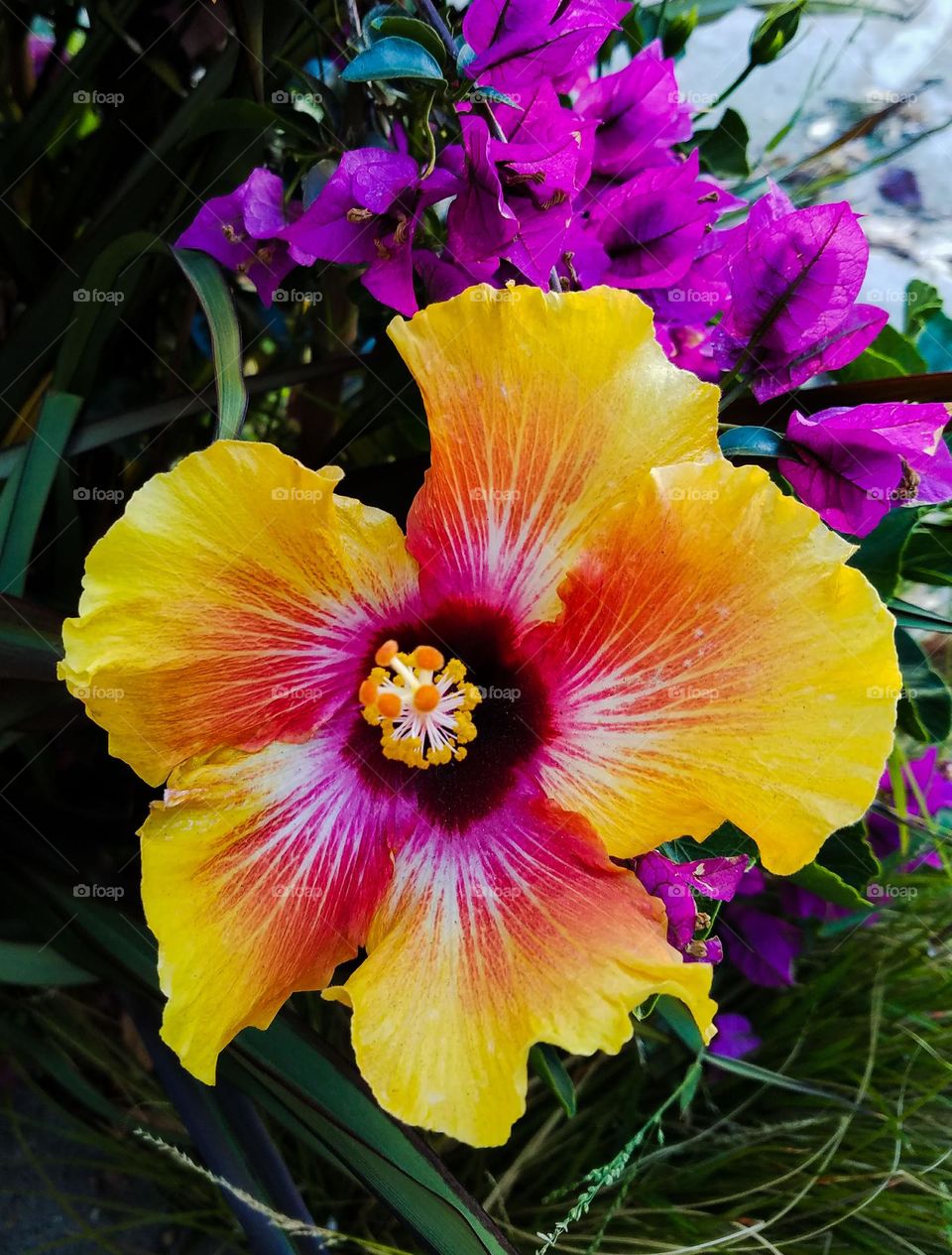 Absolutely gorgeous hibiscus flower multi color yellow, pink, red, purple, orange, basking in the sun with pretty purple flowers in the background 