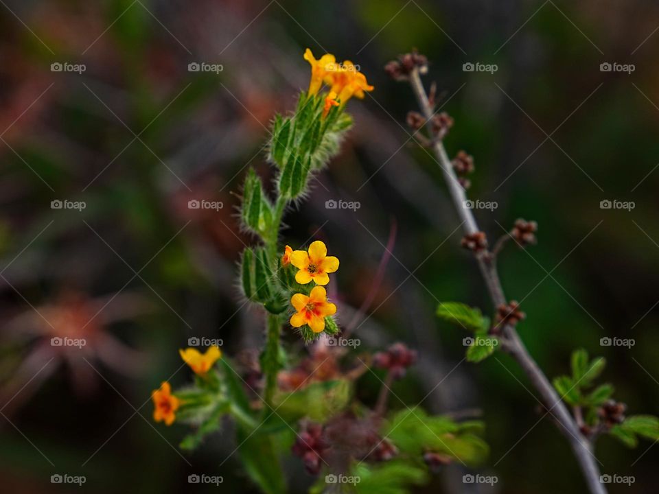 Yellow wildflowers bloom in the Arizona desert following Spring rain