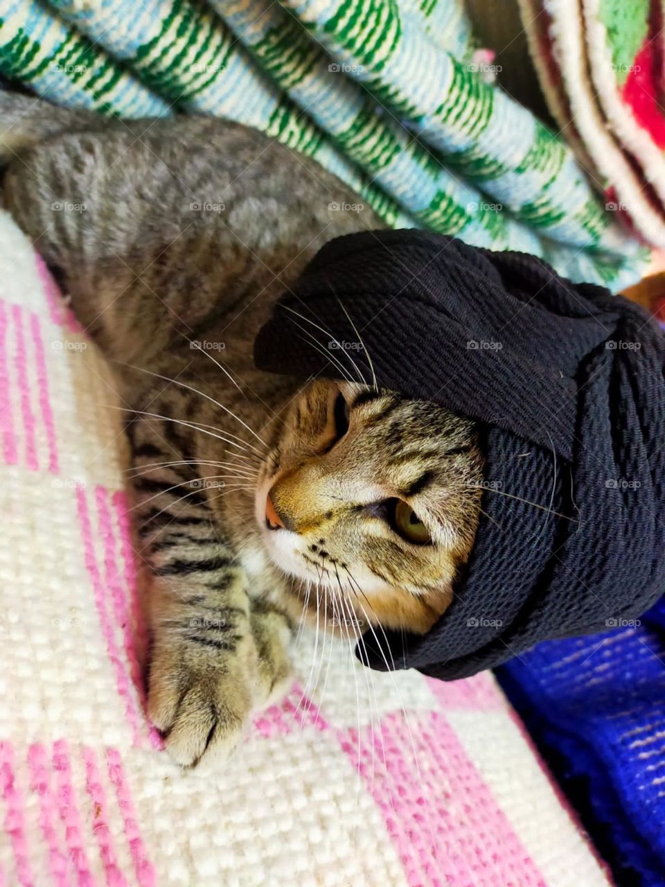 Adorable cat, wears a hat