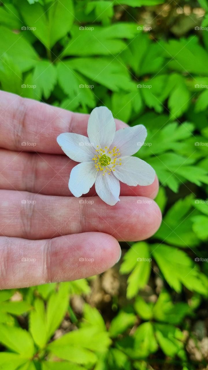 So beautiful white anemone
