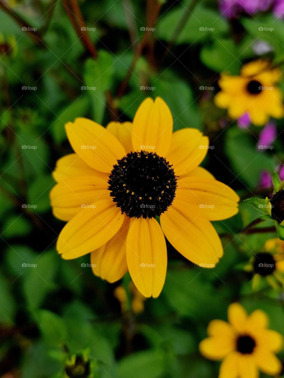 yellow flower