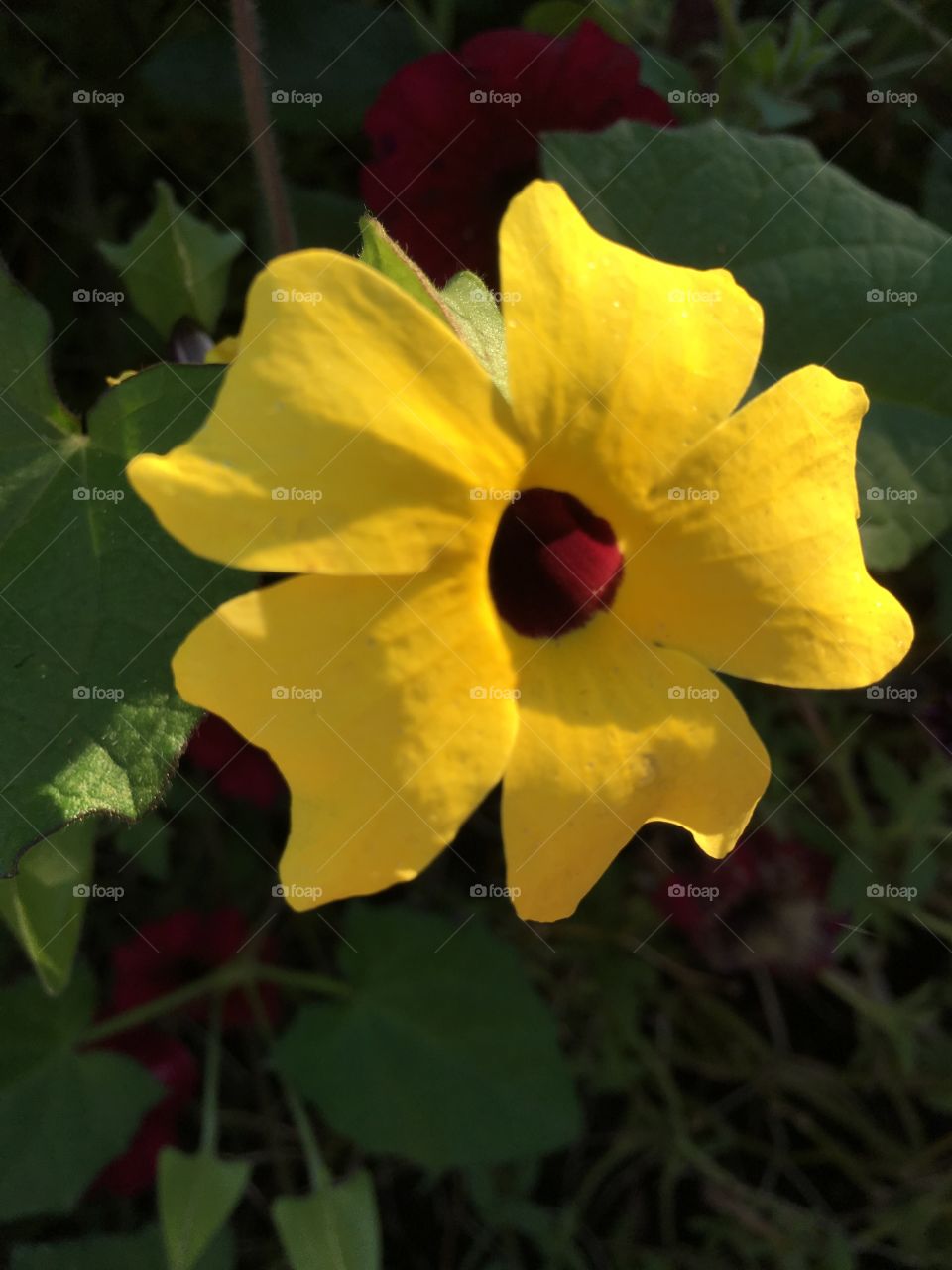 Yellow flower