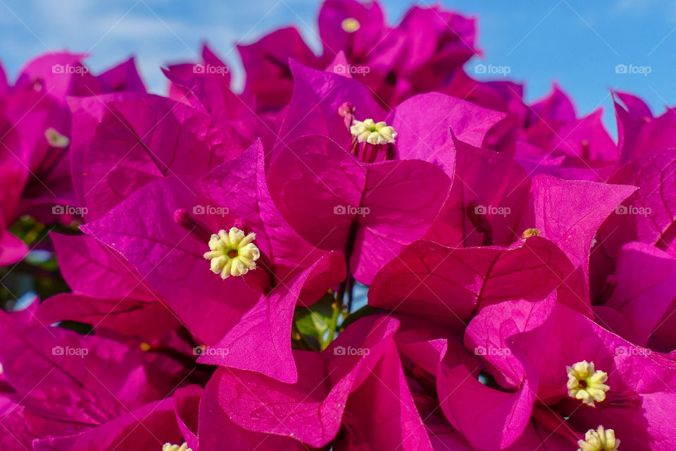 Bougainvillea spectabilis, also known as great bougainvillea, is a species of flowering plant