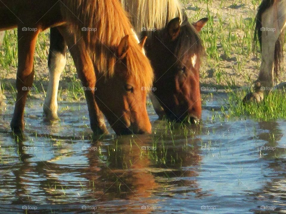 Thirsty wild horses in Virginia 