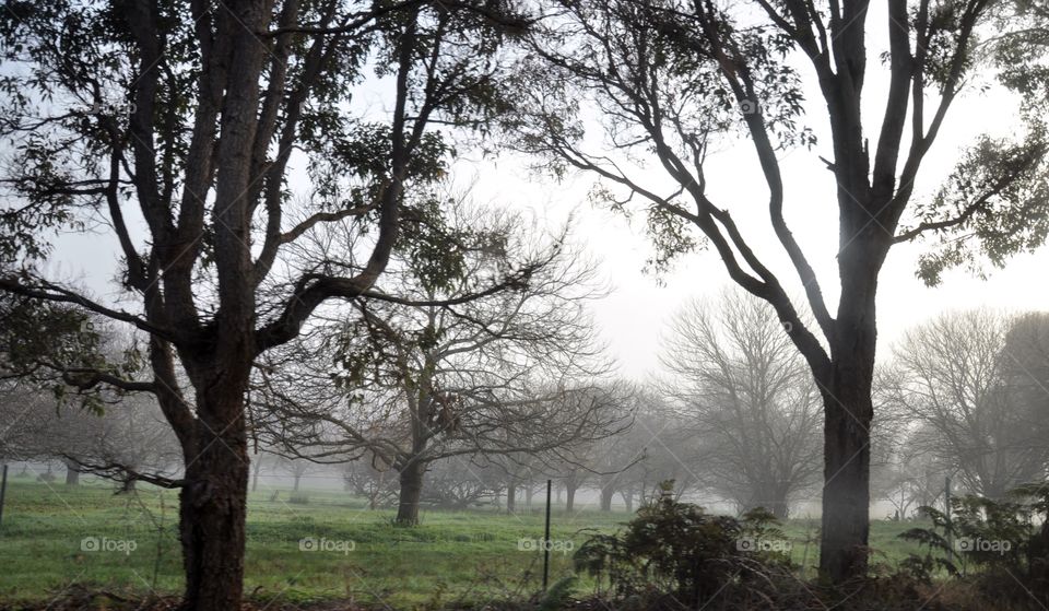 Trees in grassy field in foggy morning