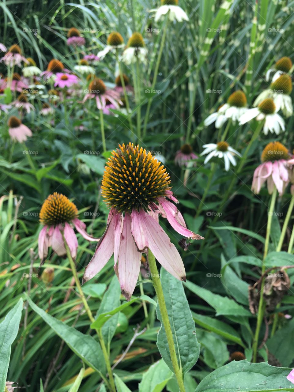 Cone flowers