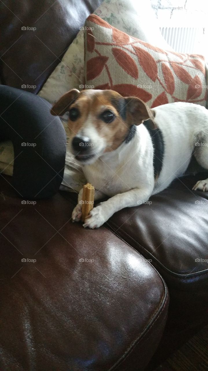 Jack Russell eating a chew